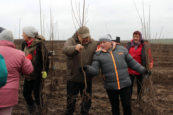 На Горохівщині заклали найбільший вишневий сад на Волині