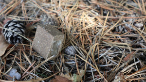 На Волині стартує осіння кампанія з пероральної імунізації диких м’ясоїдних тварин - Фото 1